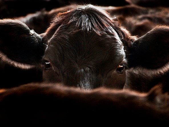 Close up cow_crop
